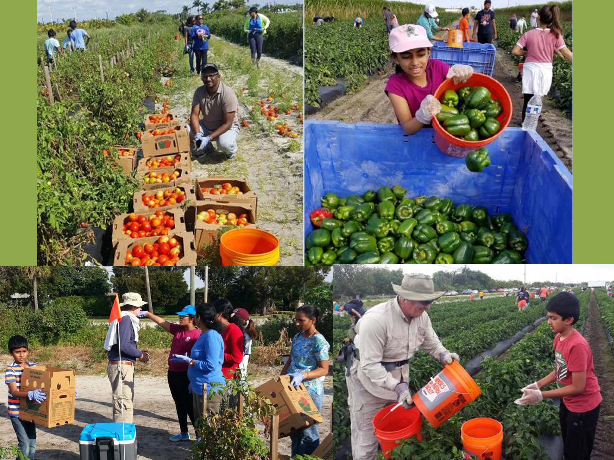 Region 3 (Southeastern states) SSSIO - vegetable gleaning in West Palm Beach, Florida.