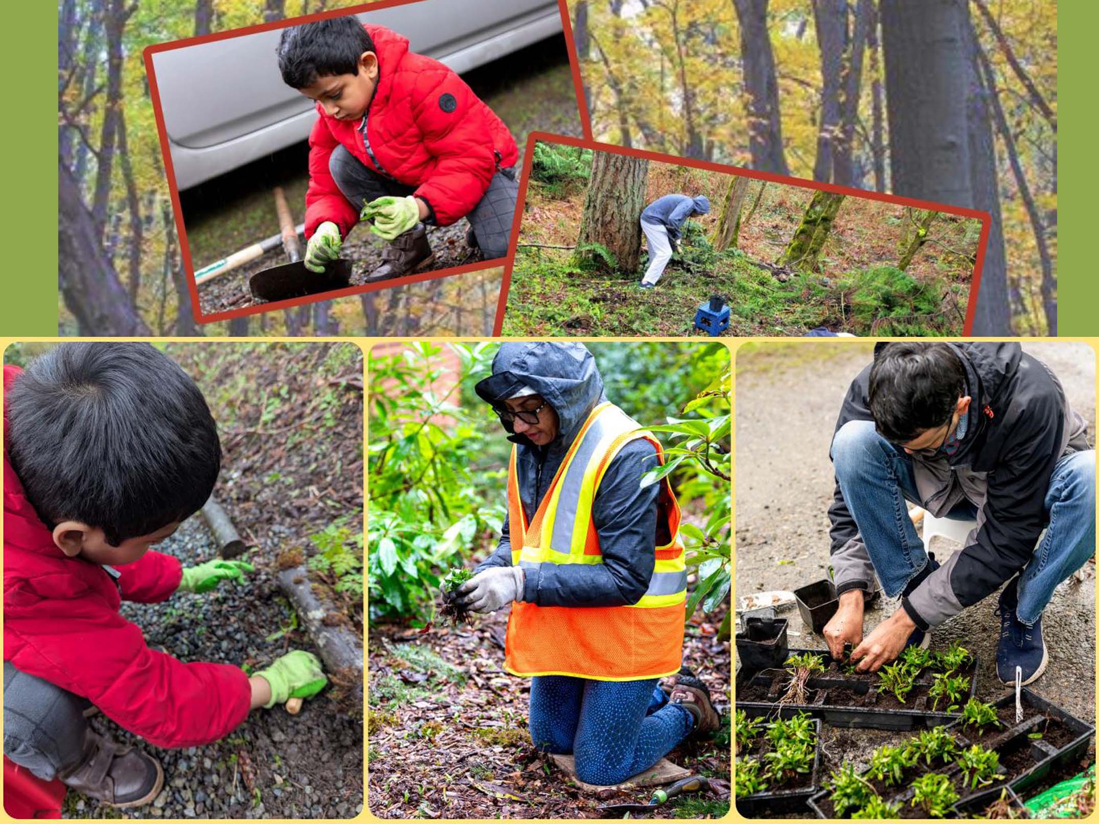 Region 6 SSSIO - Washington maple tree seedling